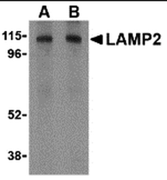 Lamp2 Antibody