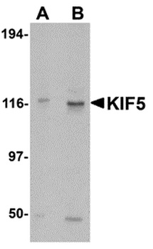 KIF5A Antibody