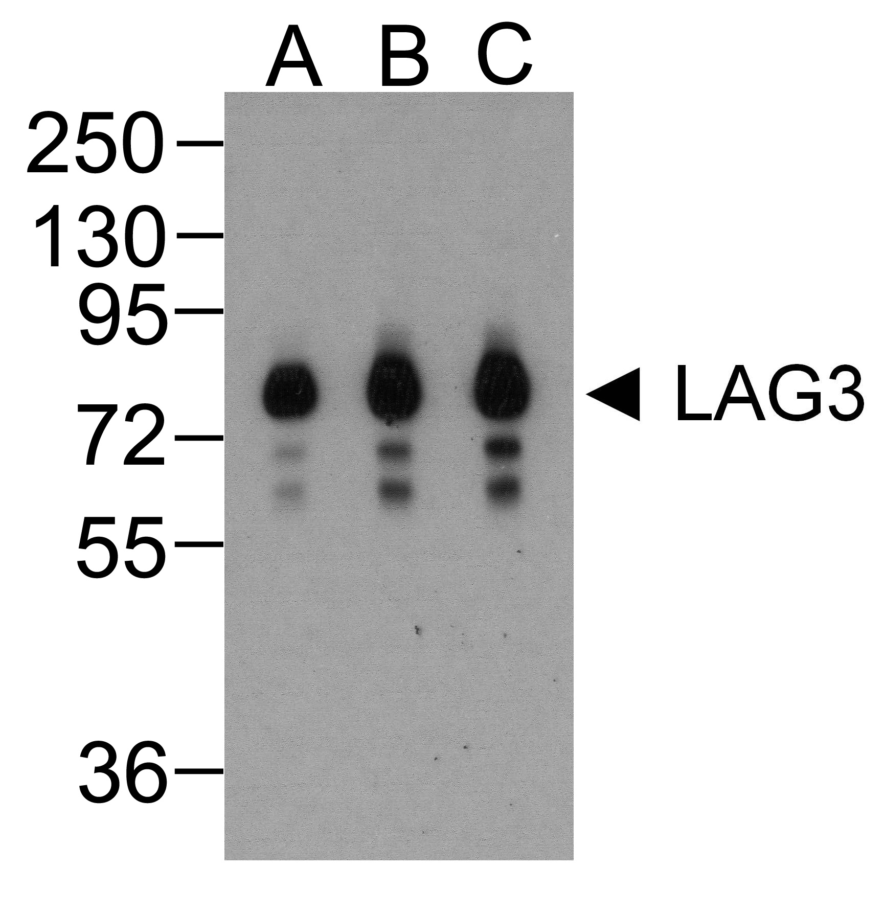LAG3 Antibody [1G4]