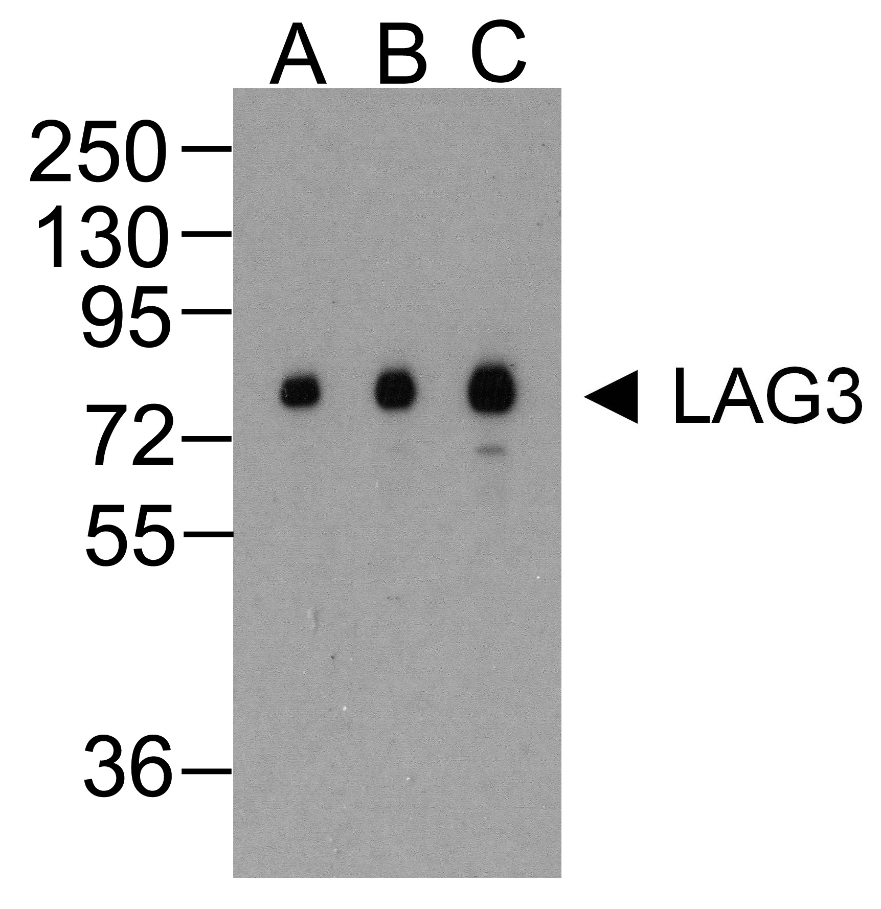 LAG3 Antibody [2G8]