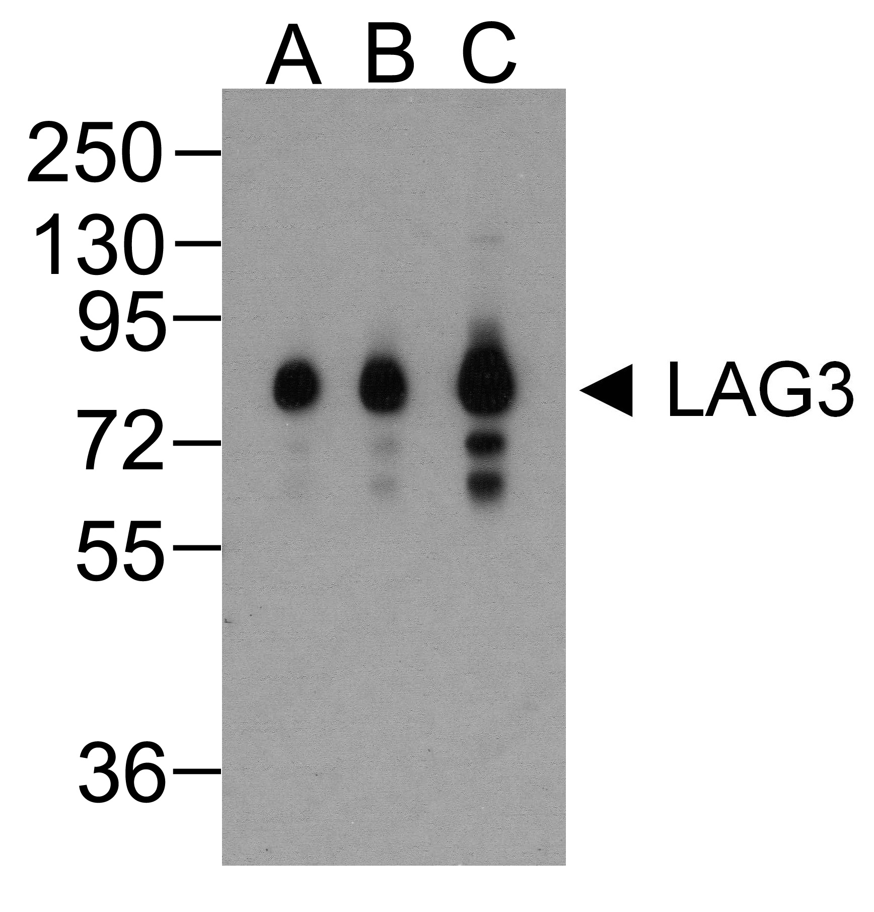 LAG3 Antibody