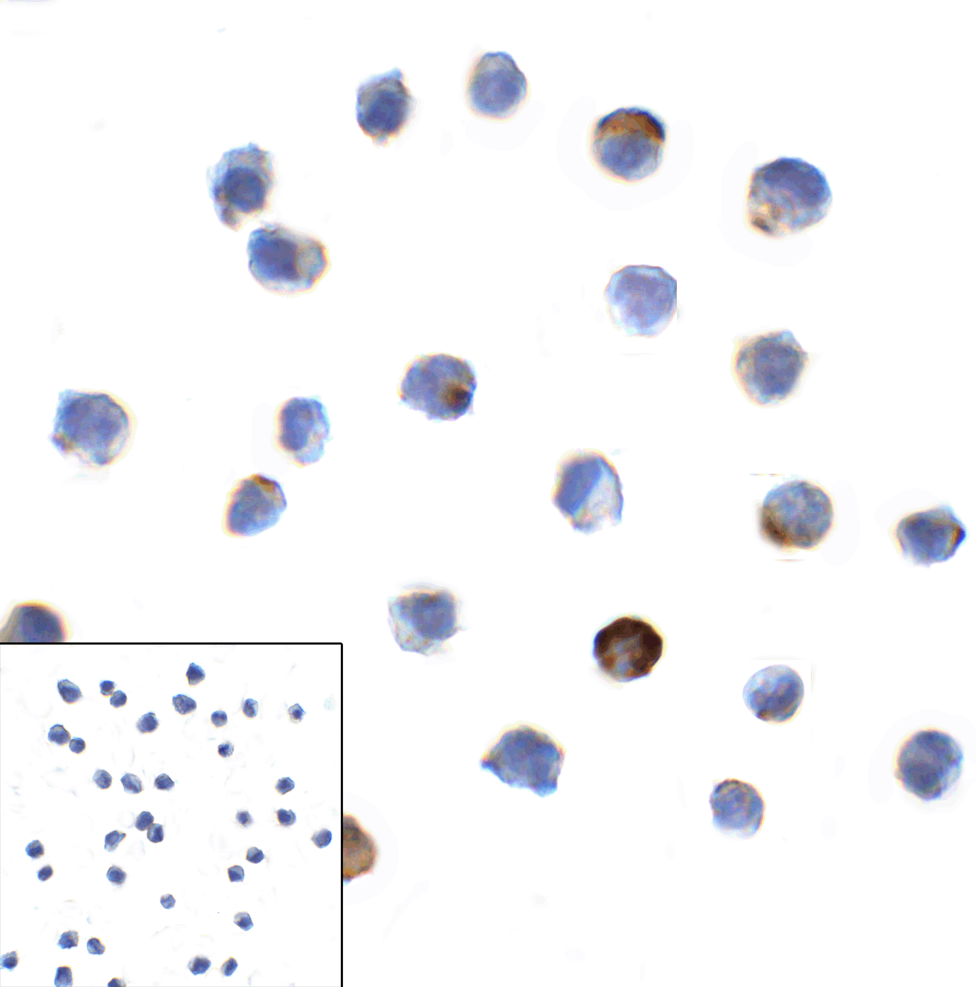 LAG3 Antibody [6B12]