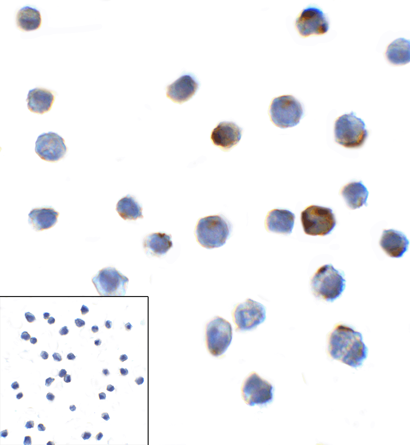 LAG3 Antibody [6D1]