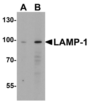 LAMP1 Antibody