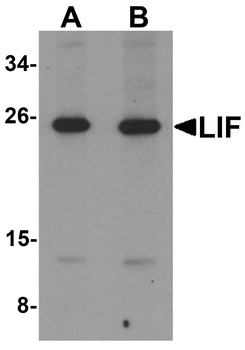 LIF Antibody