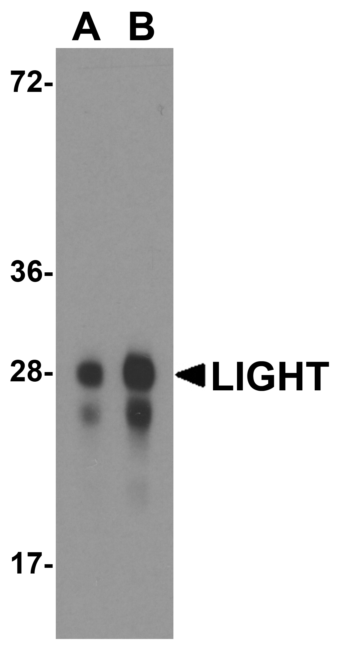 LIGHT Antibody [7B9E12]