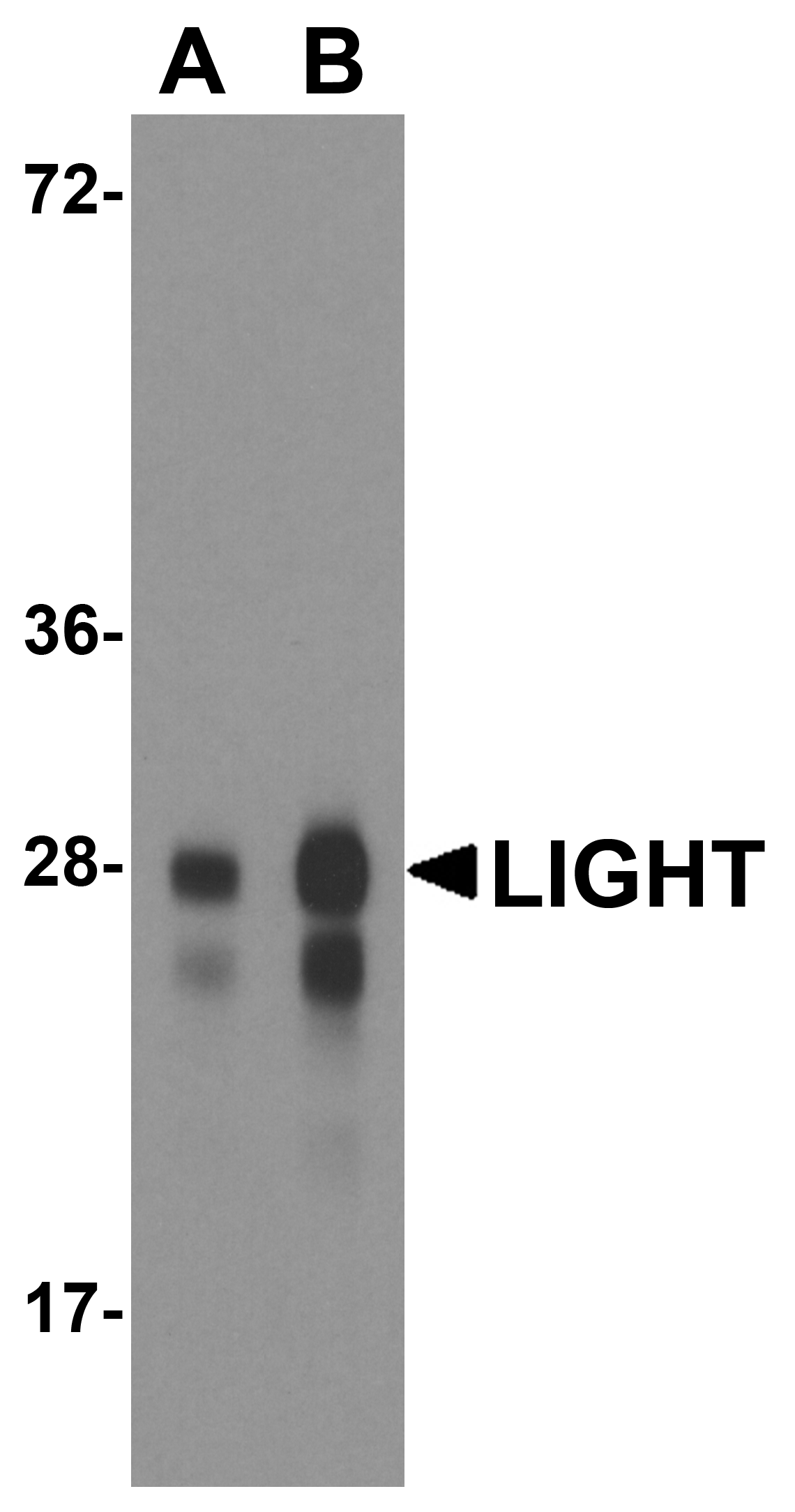 LIGHT Antibody [7B9F12]