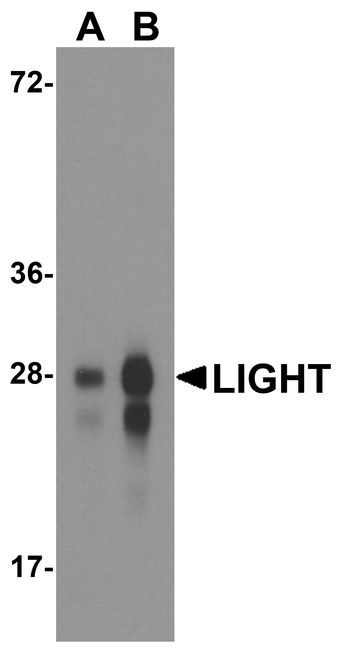 LIGHT Antibody [7B9H9]