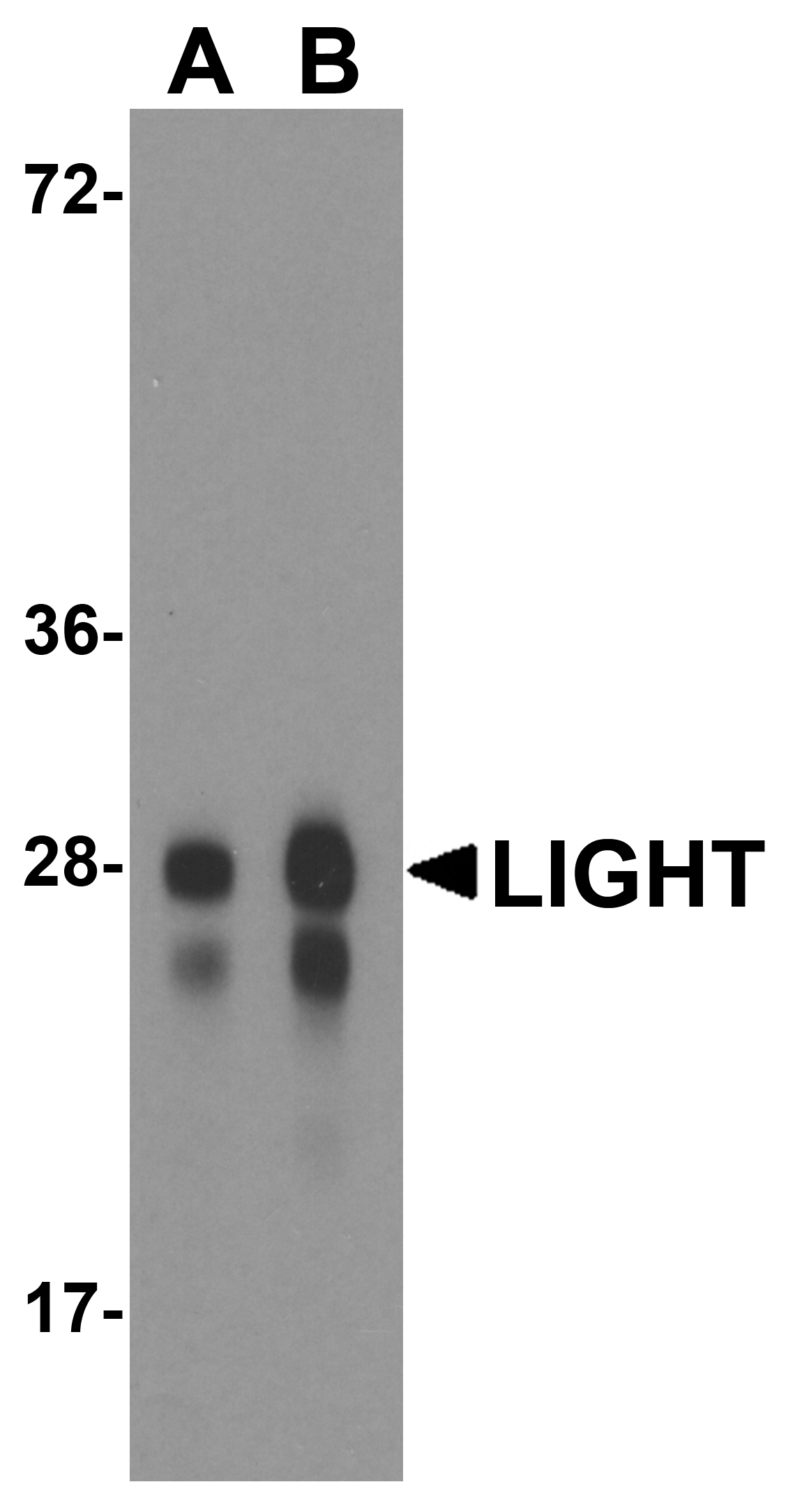 TNFSF14 Antibody