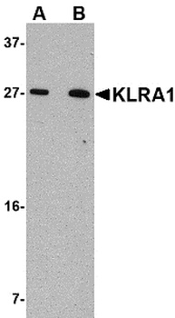 KLRA1P Antibody
