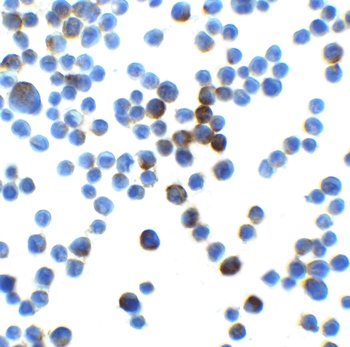 LIN54 Antibody