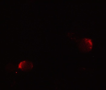 LIN54 Antibody