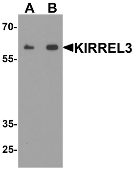 KIRREL3 Antibody