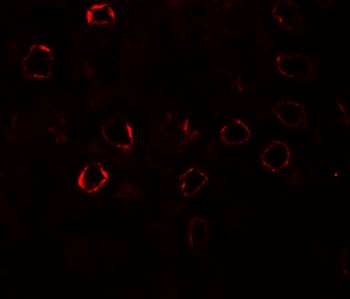 KIRREL3 Antibody