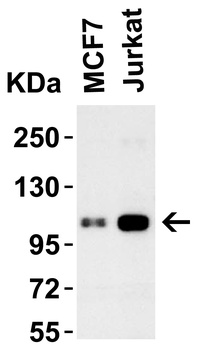 LSD1 Antibody
