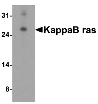 NKIRAS1 Antibody