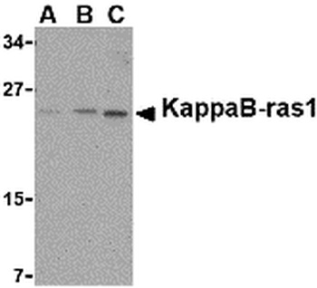 NKIRAS1 Antibody