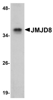 JMJD8 Antibody