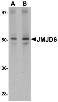 JMJD6 Antibody