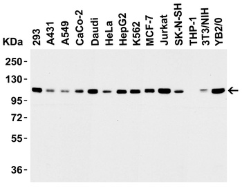 LSD1 Antibody