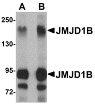 KDM3B Antibody