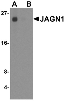 JAGN1 Antibody