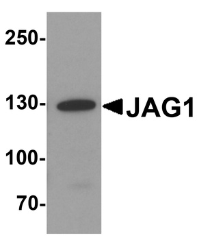 JAG1 Antibody