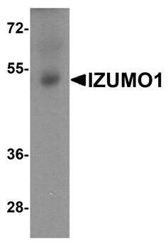 IZUMO1 Antibody