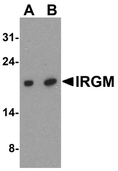 IRGM Antibody