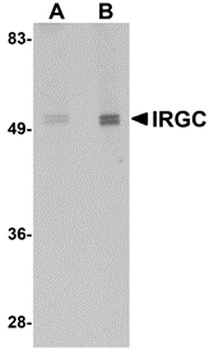 IRGC Antibody