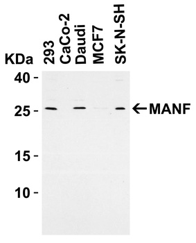 MANF Antibody