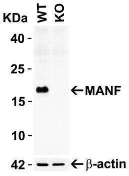 MANF Antibody