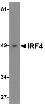 IRF4 Antibody