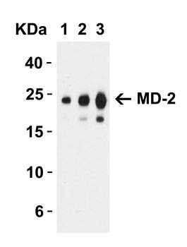 MD-2 Antibody