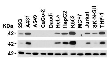 TMEM173 Antibody