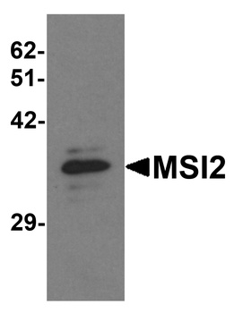 MSI2 Antibody