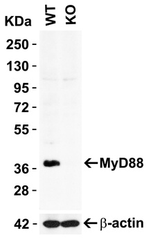 MYD88 Antibody