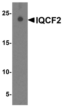 IQCF2 Antibody