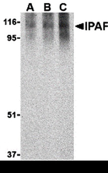Ipaf Antibody