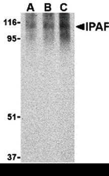 NLRC4 Antibody