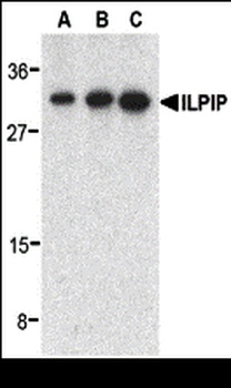 ILPIP Antibody