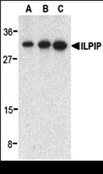 STRADB Antibody