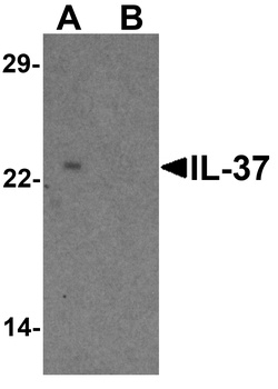 IL-37 Antibody