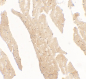 IL36RN Antibody