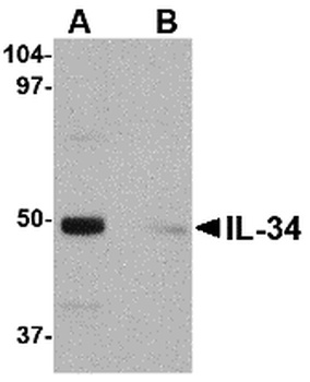 IL34 Antibody