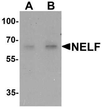 NELF Antibody