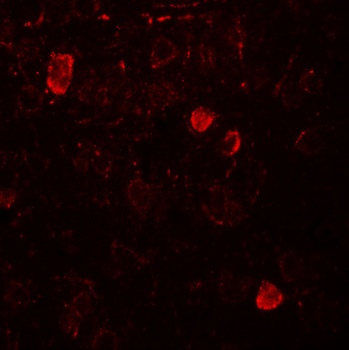 NELF Antibody