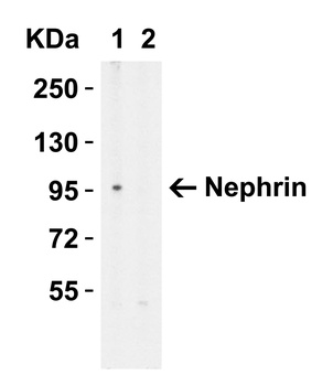 Nephrin Antibody