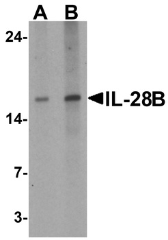 IFNL3 Antibody