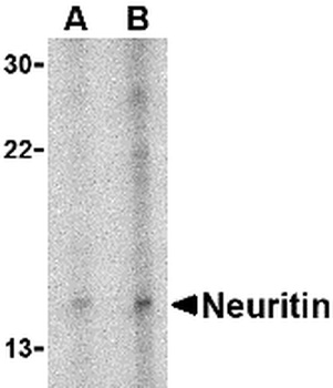 NRN1 Antibody